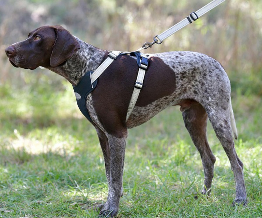 Weatherbeeta Explorer Dog Harness image 0